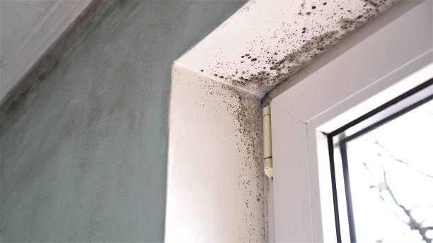 Best Local Mold Removal Service  in Carnegie, PA