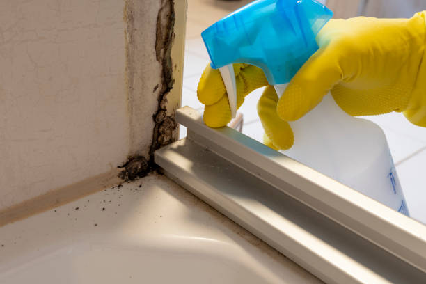 Mold Testing and Removal in Carnegie, PA