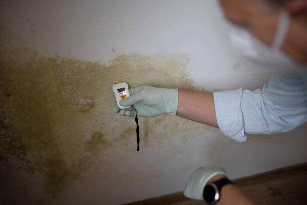 Best Attic Mold Removal  in Carnegie, PA