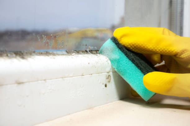 Best Same-Day Mold Removal  in Carnegie, PA