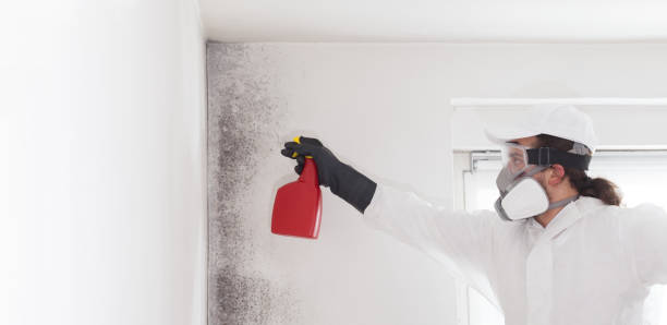Best Fast Mold Removal  in Carnegie, PA