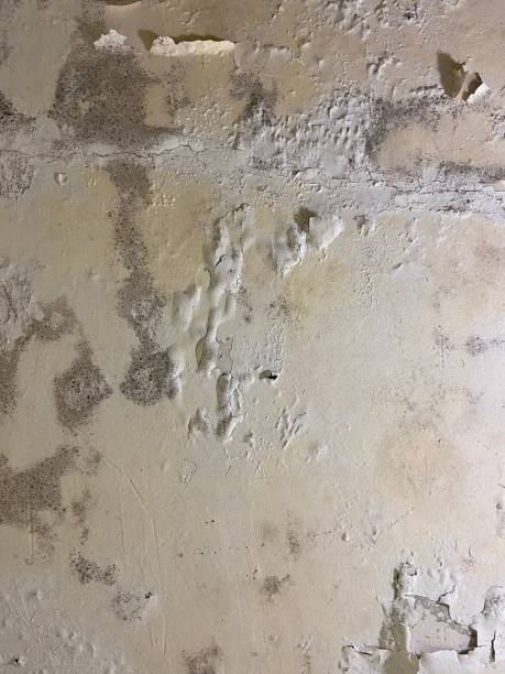 Best Mold Removal Specialists  in Carnegie, PA
