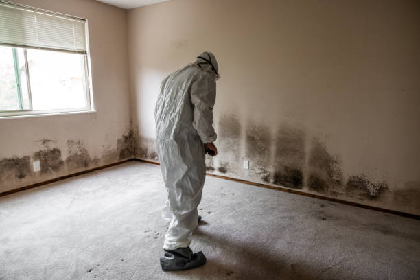 Best Black Mold Removal  in Carnegie, PA