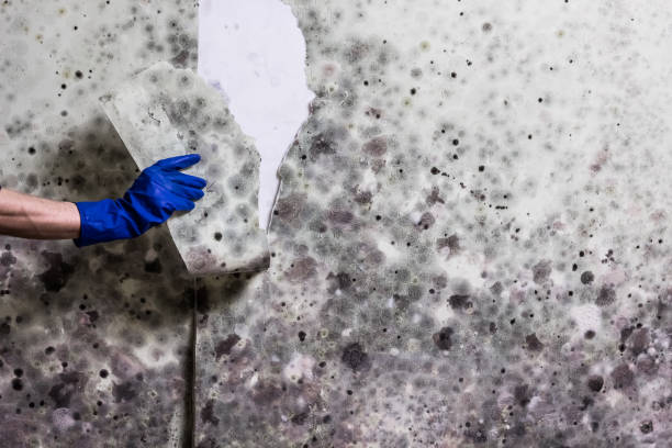 Best Mold Removal Process  in Carnegie, PA